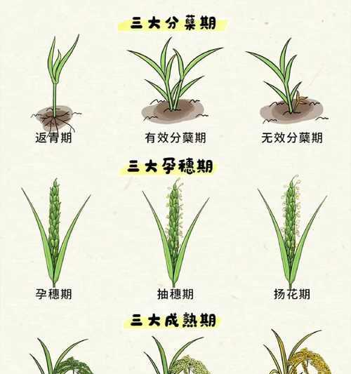 我的世界水稻怎么种植？