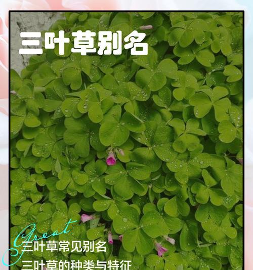 旅行青蛙中三叶草的刷新机制剖析(游戏中的三叶草成熟周期和获取方式)