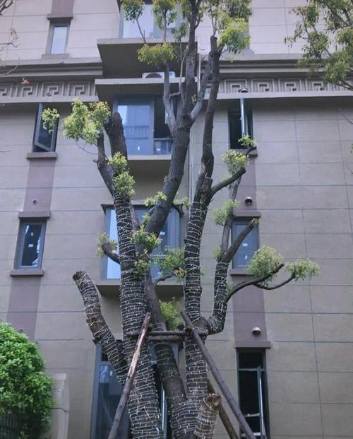大树后方战术应用和效果是什么？